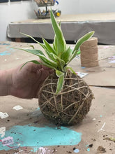 07.27.2025 (2pm)- Kokedama Workshop