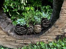 07.27.2025 (2pm)- Kokedama Workshop